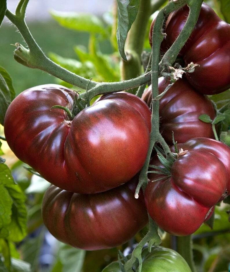 Black Brandywine Tomato Seeds - 30 Beefsteak Potato Leaf, Outdoor Annual - Image 1
