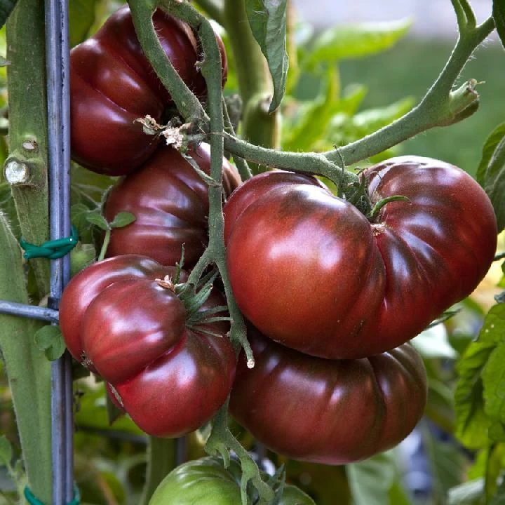 Black Brandywine Tomato Seeds - Potato Leaf, Beefsteak, Rare, Outdoor - Image 1