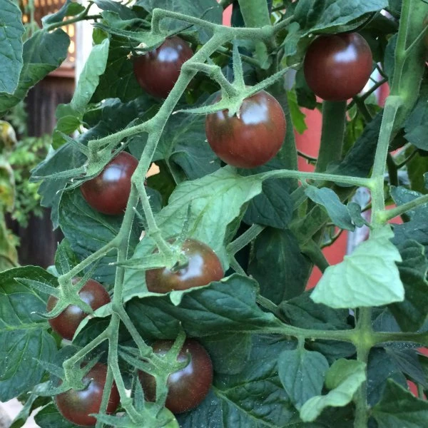 Black Cherry Tomato Seeds - Easy Grow, Climbing Variety - Image 2