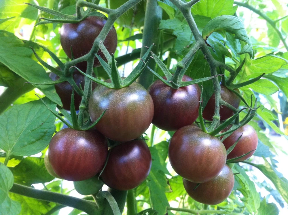 Black Cherry Tomato Seeds - Easy Grow, Climbing Variety - Image 1
