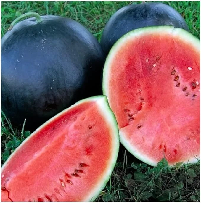 Black Diamond Watermelon Seeds - Large, Sweet Fruit, Open-Pollinating - Image 1