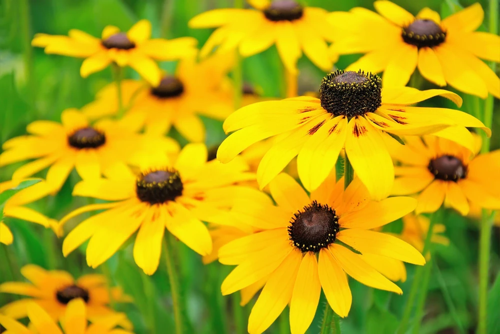 Black Eyed Susan Seeds - Rudbeckia Hirta Wildflower Flower Seeds - Zones 3-12 - Image 1