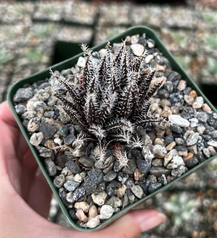Black Haworthia Aloe Haworthioides Succulent Live Plant - 3.5 Inch Pot - Image 1