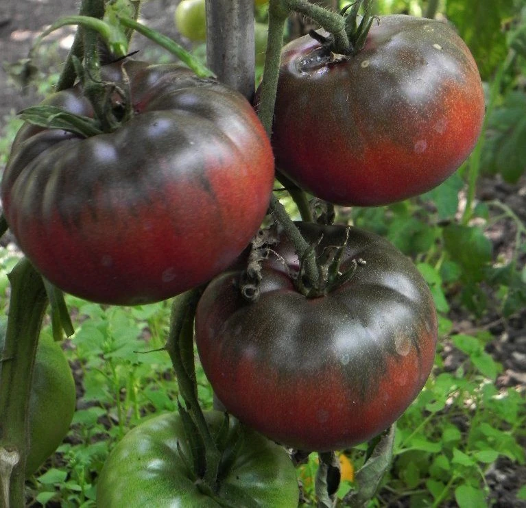 Black Krim Tomato Seeds - Rare Heirloom Variety - Outdoor - Annual - Image 1