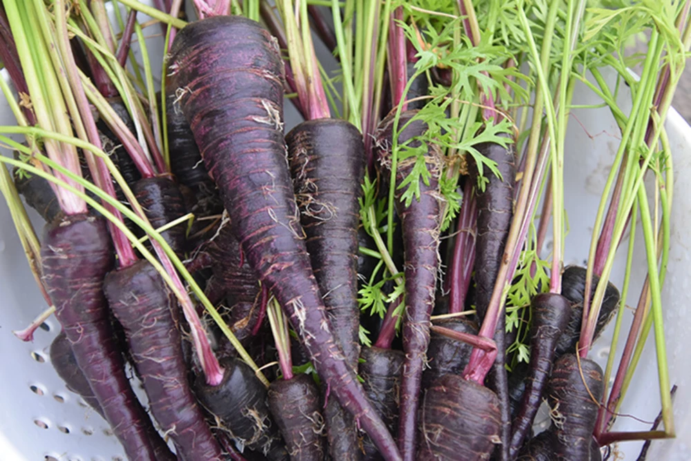 Black Nebula Carrot Seeds - Deep Purple Antioxidant Carrots, Annual, Full Sun - Image 2