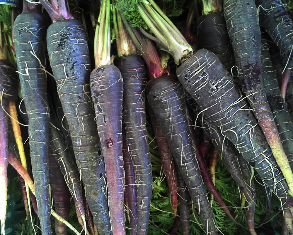 Black Nebula Carrot Seeds - Deep Purple Antioxidant Carrots, Annual, Full Sun - Image 1