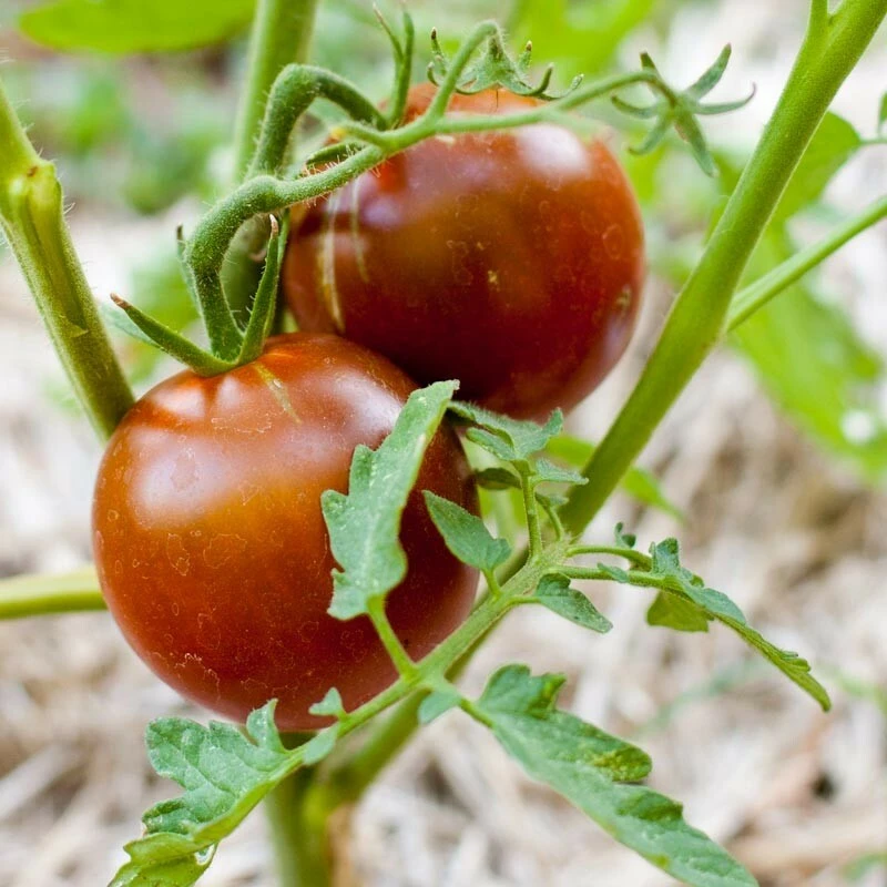 Black Prince Tomato Seeds - 30 Seeds - Easy Grow Outdoor Tomatoes - Image 1