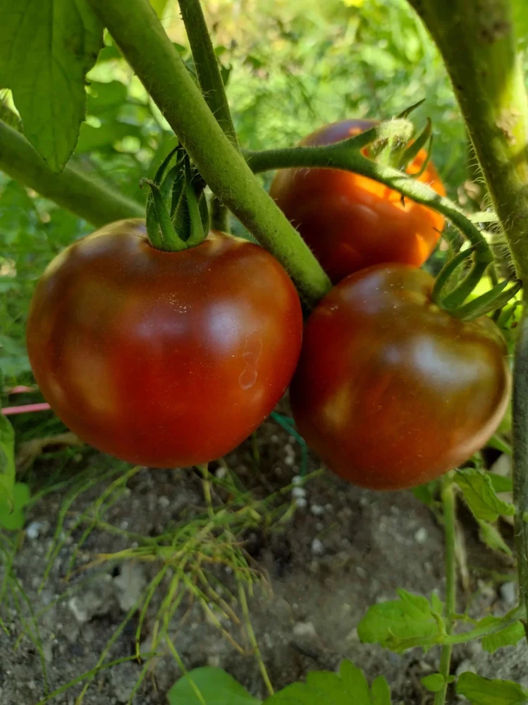 Black Prince Tomato Seeds - Low Acidic, Czernyj Prins Variety, Outdoor - Image 1