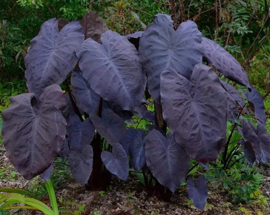 Black Ruffle Colocasia Live Plant - Elephant Ear Tropical, 5-10" Tall - Image 2
