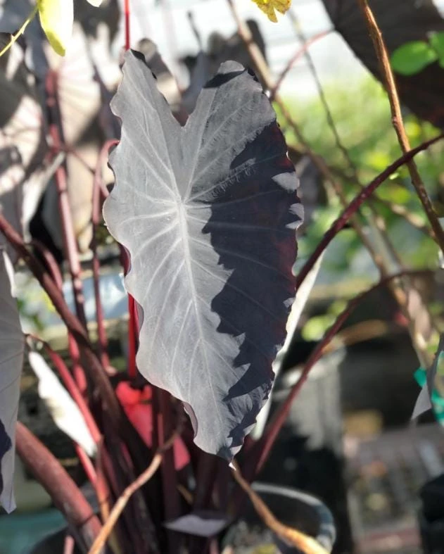 Black Ruffle Colocasia Live Plant - Elephant Ear Tropical, 5-10" Tall - Image 3