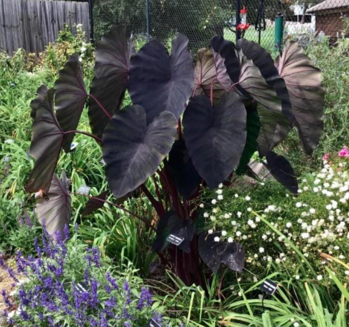 Black Ruffle Colocasia Live Plant - Elephant Ear Tropical, 5-10" Tall - Image 4