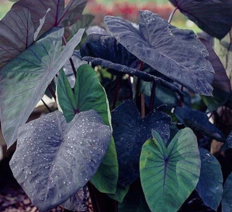 Black Ruffle Colocasia Live Plant - Elephant Ear Tropical, 5-10" Tall - Image 5