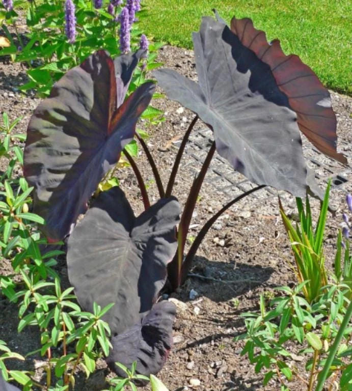 Black Ruffle Colocasia Live Plant - Elephant Ear Tropical, 5-10" Tall - Image 6