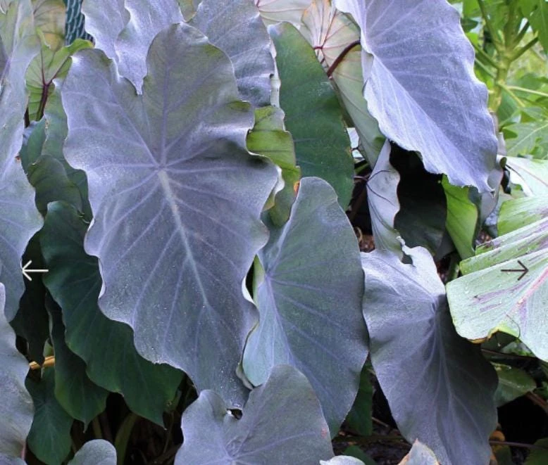 Black Ruffle Colocasia Live Plant - Elephant Ear Tropical, 5-10" Tall - Image 7