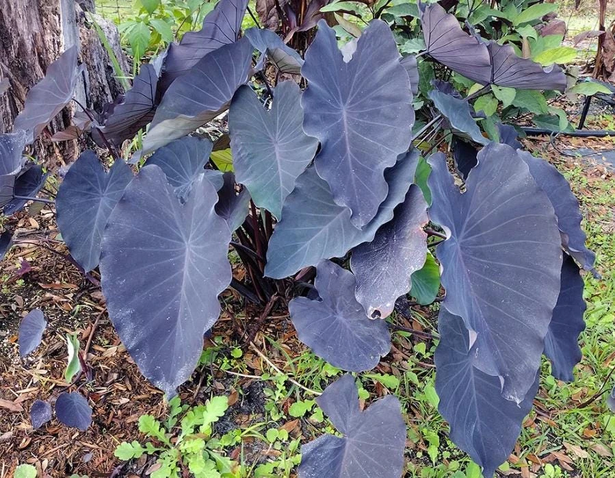 Black Ruffle Colocasia Live Plant - Elephant Ear Tropical, 5-10" Tall - Image 1
