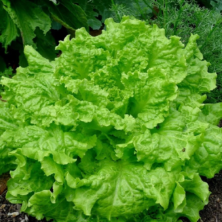 Black Seeded Simpson Leaf Lettuce Seeds - Heirloom, Looseleaf, Green, Easy Grow - Image 2