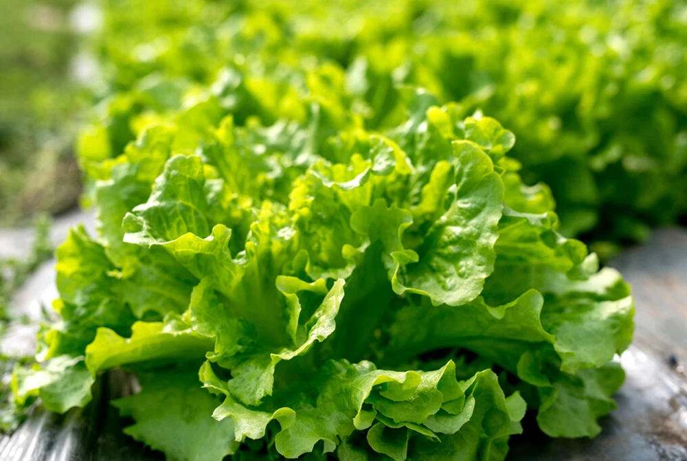Black Seeded Simpson Leaf Lettuce Seeds - Heirloom, Looseleaf, Green, Easy Grow - Image 1