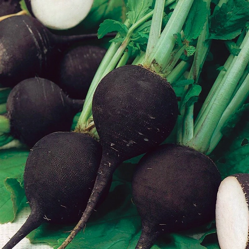 Black Spanish Round Radish Seeds - Spicy Winter Vegetable Seeds - USDA Zones 3-12 - Image 1