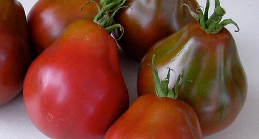 Black Truffle Tomato Seeds - Japanese Black Trifele, Potato Leaf Type - Image 1