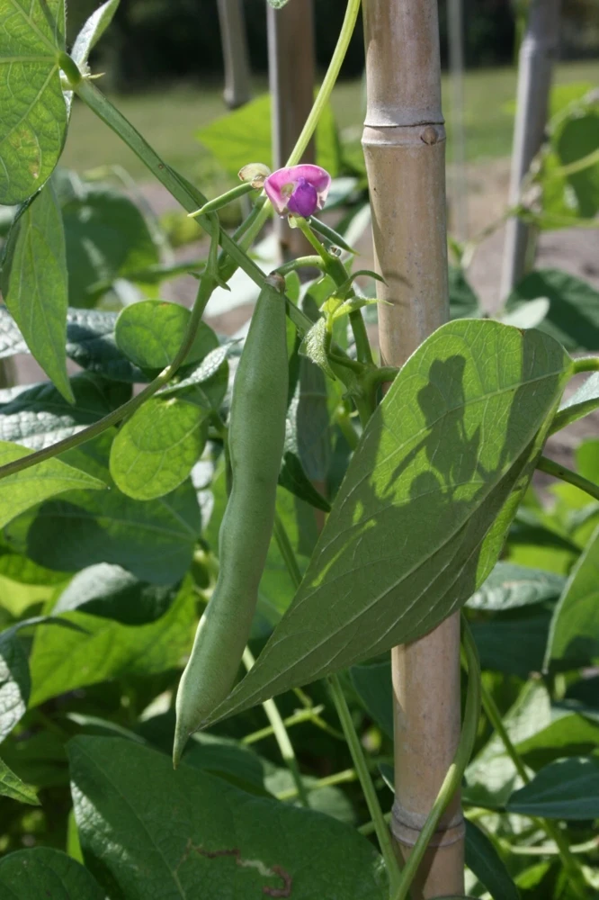 Black Turtle Bean Seeds - Frijoles Negros - Easy Grow Annual - Full Sun - Image 1