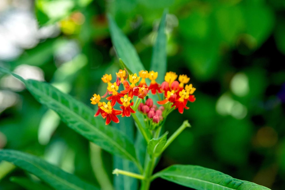 Blood Flower Seeds - Tropical Milkweed (Asclepias curassavica) - Orange/Red, Pollinator Magnet, Easy Grow - Image 2