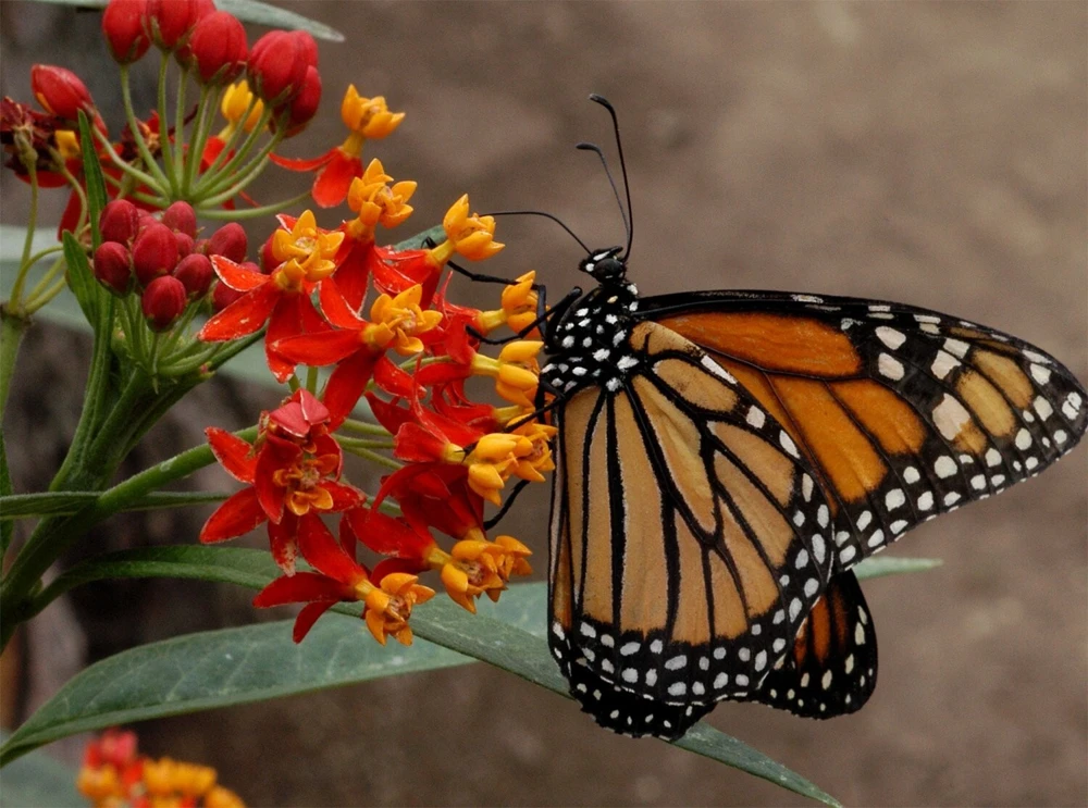 Blood Flower Seeds - Tropical Milkweed (Asclepias curassavica) - Orange/Red, Pollinator Magnet, Easy Grow - Image 1