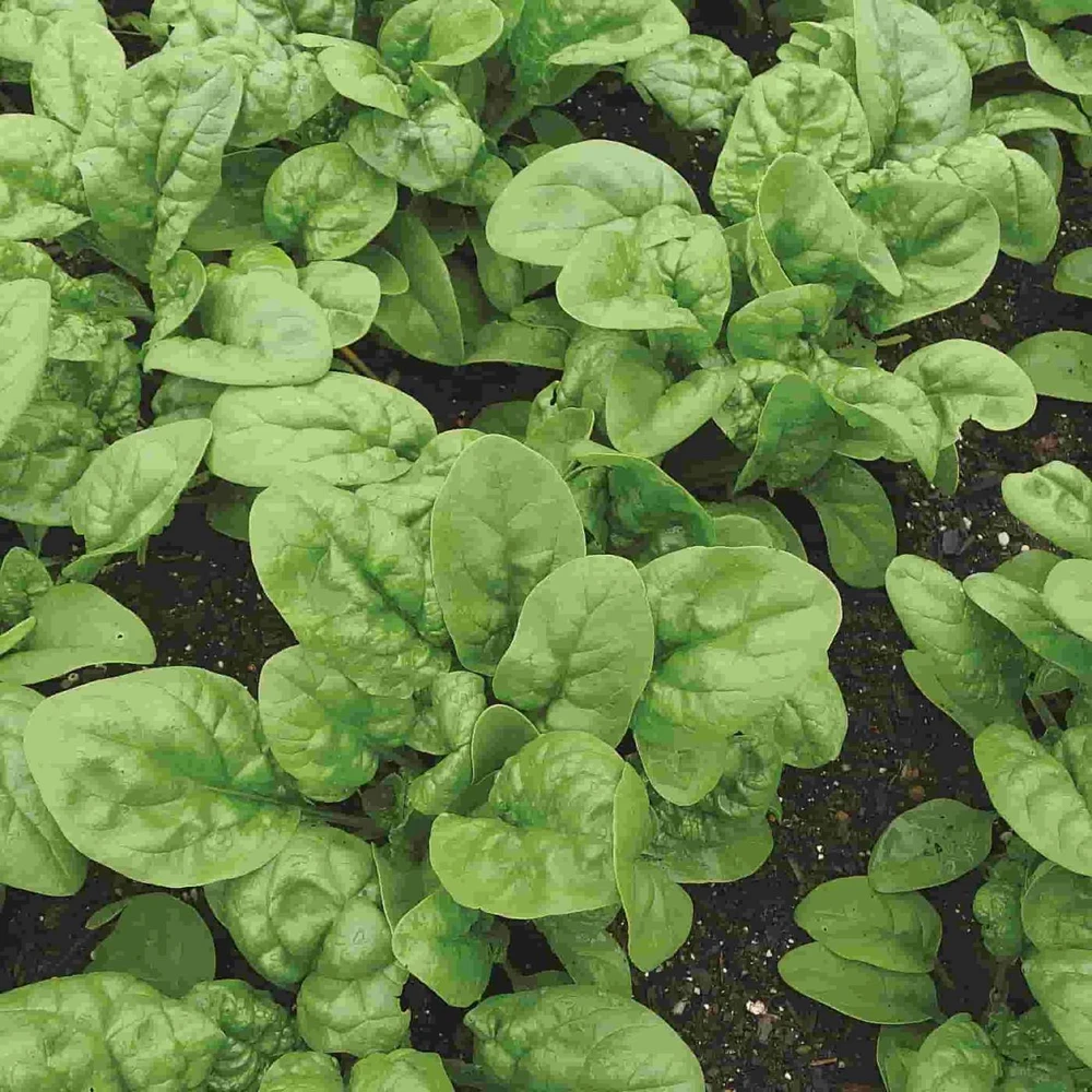 Bloomsdale Long Standing Spinach Seeds - Easy Grow Vegetable Seeds - Image 1
