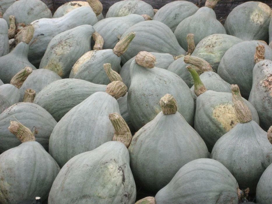 Blue Hubbard Winter Squash Seeds - New England Blue Hubbard Variety - Outdoor - Image 2