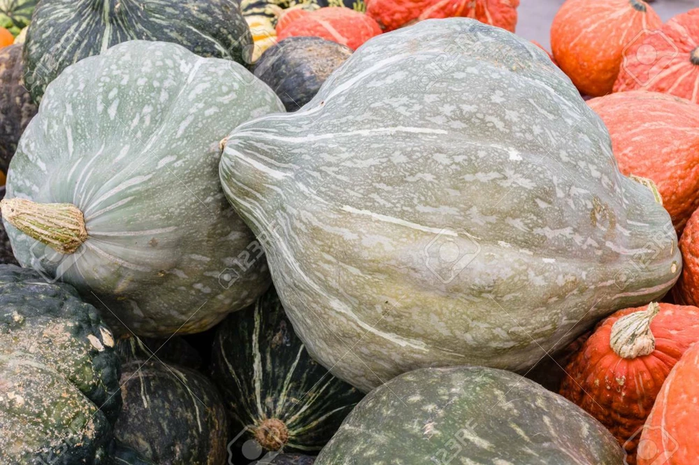 Blue Hubbard Winter Squash Seeds - New England Blue Hubbard Variety - Outdoor - Image 1