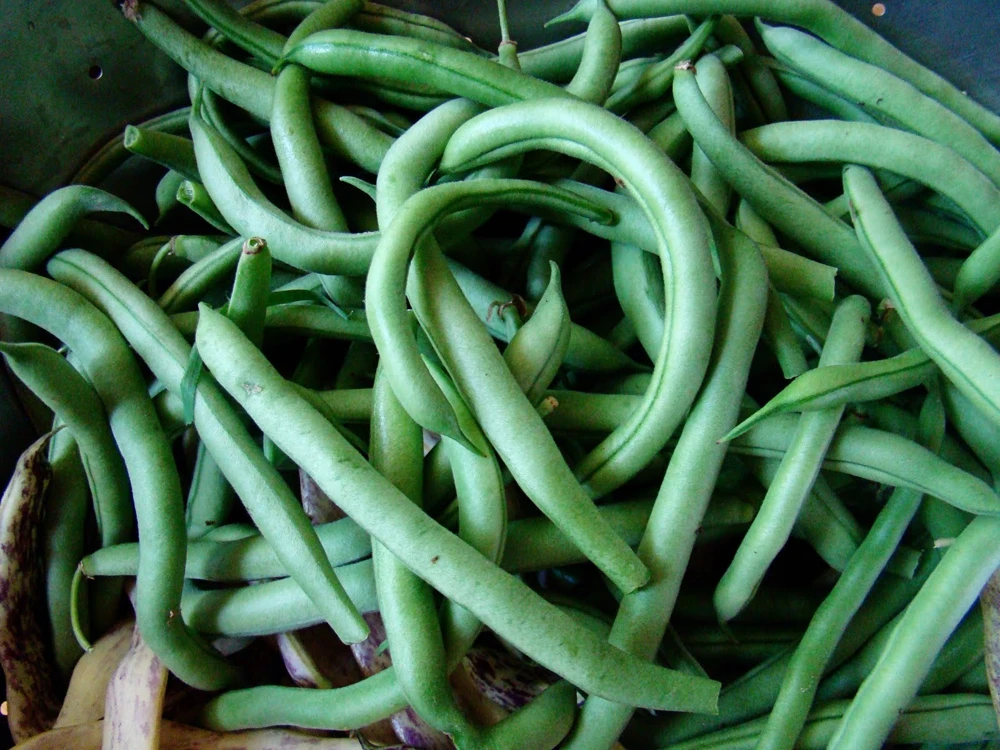 Blue Lake Bush 274 Green Bean Seeds - Heirloom Vegetable Seeds - Easy Grow Outdoor - Image 1
