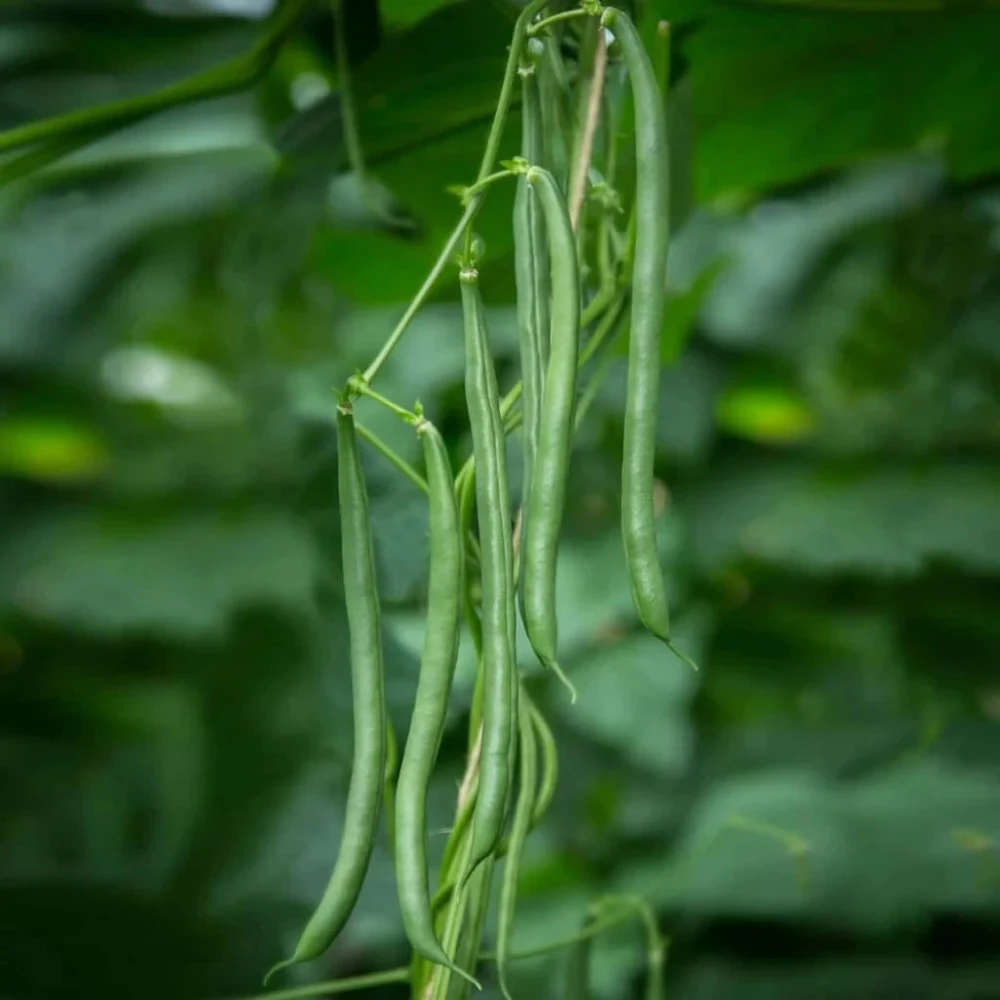 Blue Lake FM1K Pole Bean Seeds - Climbing Heirloom Vegetable Seeds - Image 1