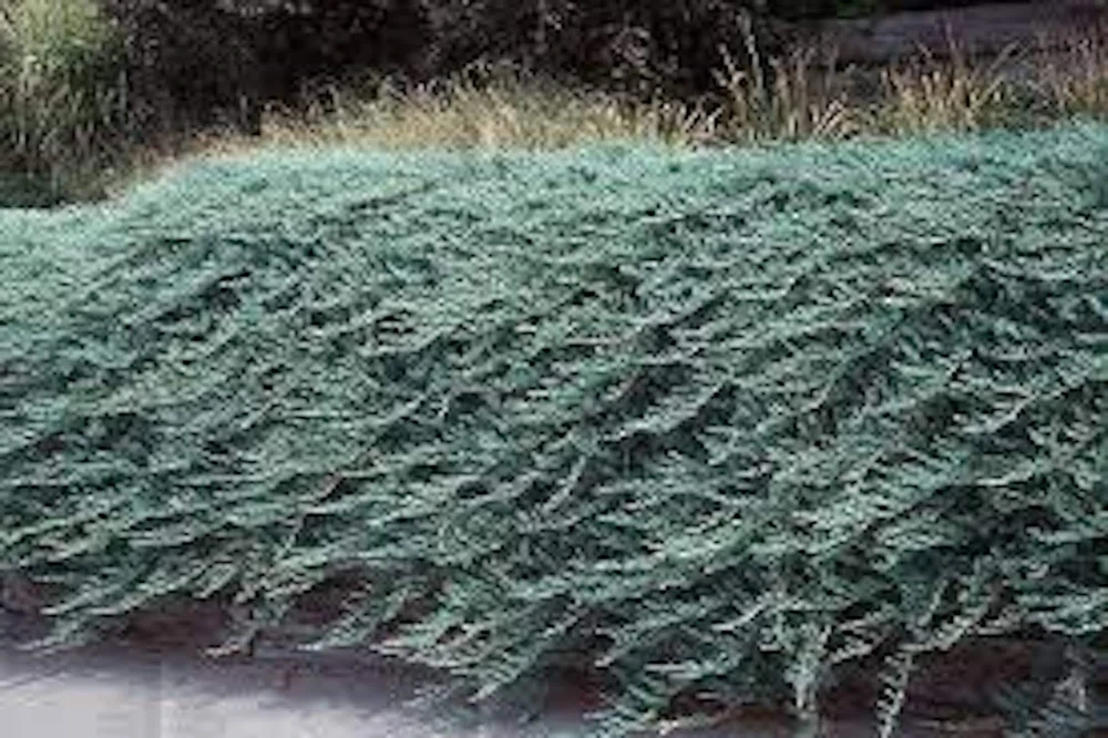 Blue Rug Juniper Live Plant – Juniperus horizontalis 'Wiltonii' Evergreen Ground Cover Shrub – 1 Starter Plant - Image 1