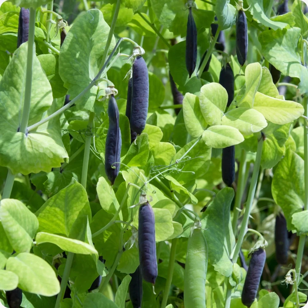 Blue Shelling Pea Seeds - Blauwschokkers Pea Seeds, Purple-Blue Pod, Outdoor - Image 2
