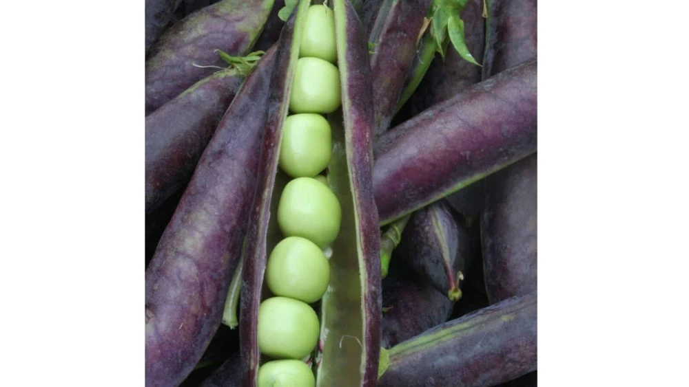Blue Shelling Pea Seeds - Blauwschokkers Pea Seeds, Purple-Blue Pod, Outdoor - Image 1