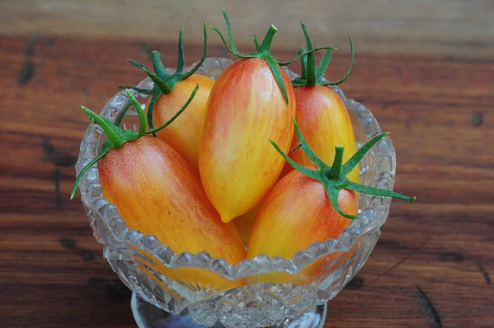 Blush Tomato Seeds, 15 Seeds, Julienne Cherry Saladette, Orange Yellow, Outdoor - Image 1