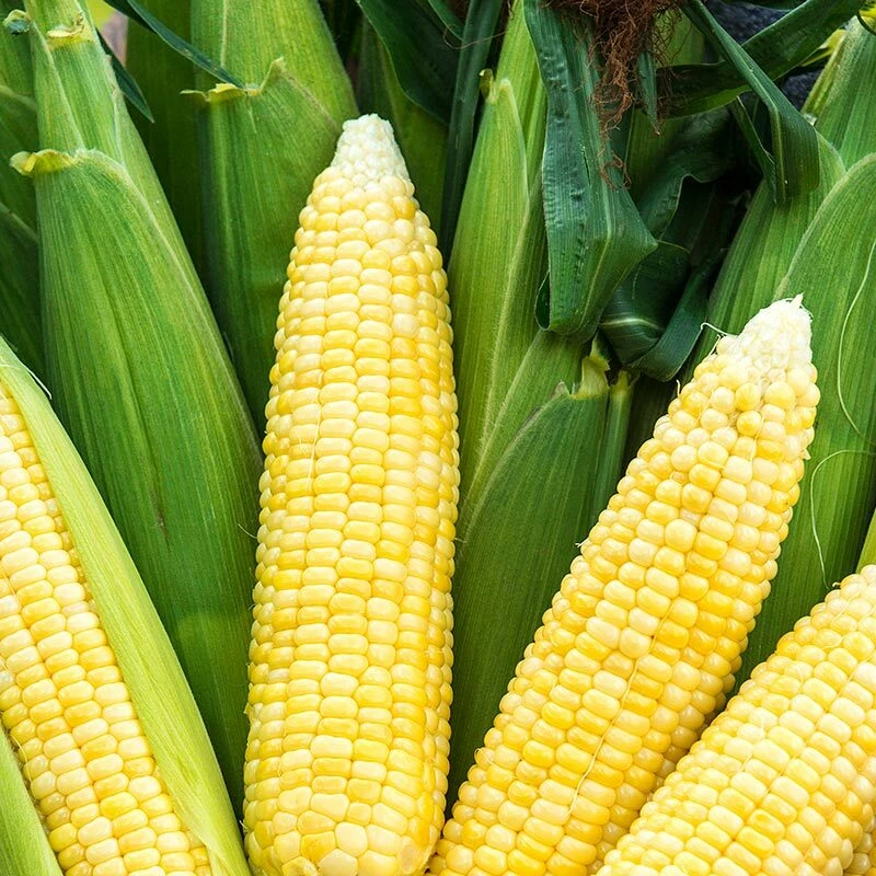 Bodacious Sweet Corn Seeds F1 Hybrid - Sugar Enhanced, Yellow, Outdoor - Image 1