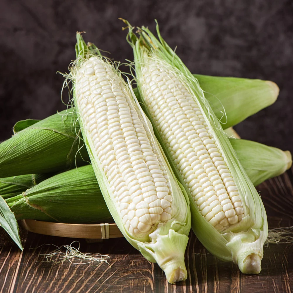 Boone County White Dent Sweet Corn Seeds - Heirloom, Annual, Outdoor - Image 1