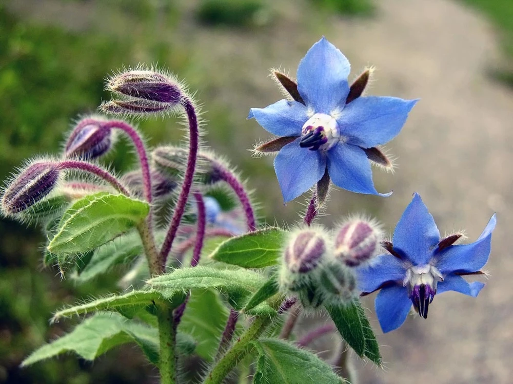 Borage Seeds - Starflower Herb Seeds, Attracts Pollinators, Zones 3-12 - Image 1