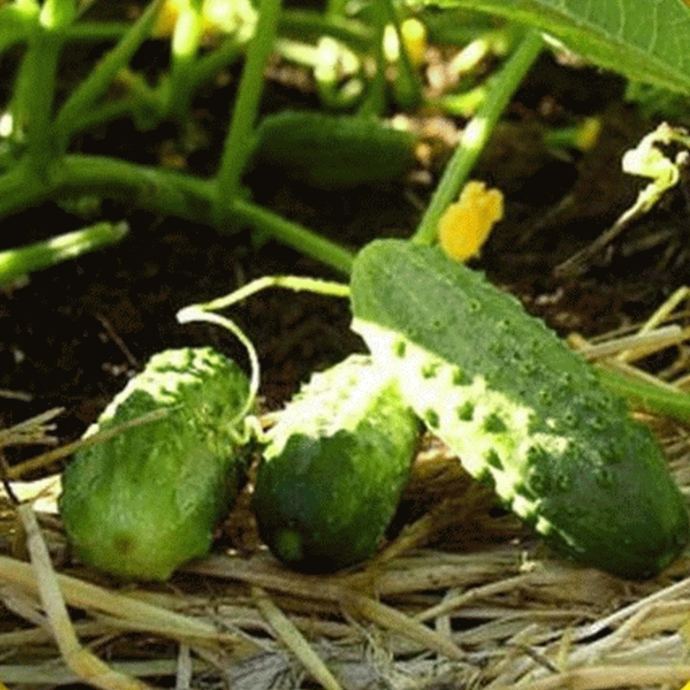 Boston Pickling Cucumber Seeds - Heirloom Green Prolific Gherkin Seeds for Outdoor Gardening - Image 2