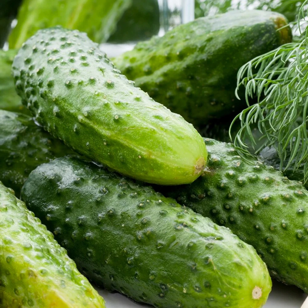 Boston Pickling Cucumber Seeds - Heirloom Green Prolific Gherkin Seeds for Outdoor Gardening - Image 1