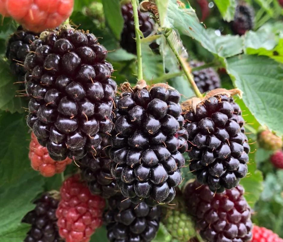 Boysenberry Live Plant - 3-6" Tall - Ship No Pot - Rubus ursinus Hybrid - Live Berry Plant for Garden, Trellis & Home Orchard Growing - Image 1