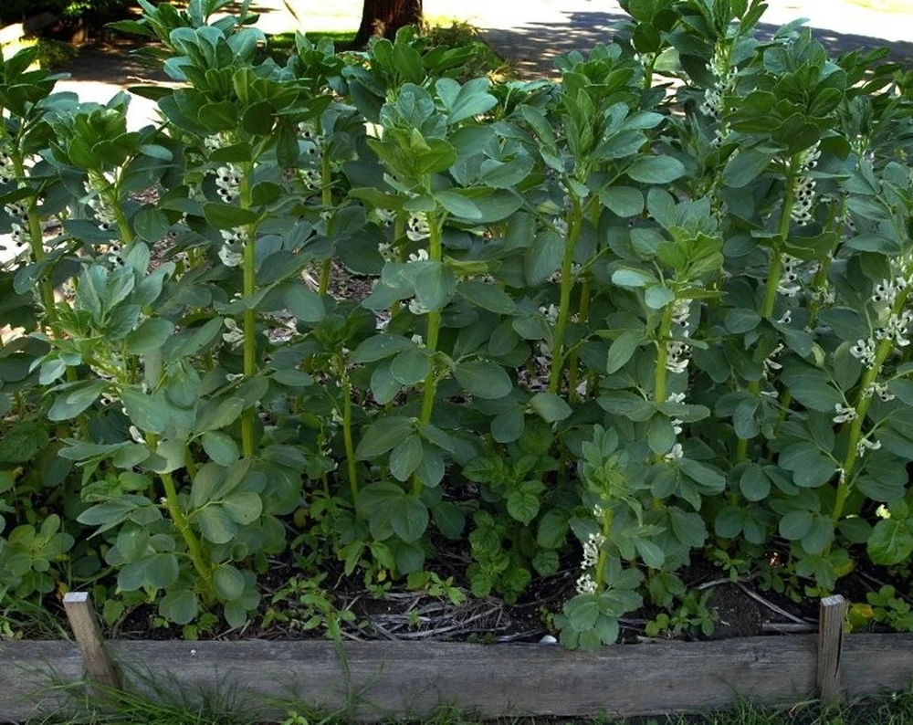 Broad Windsor Fava Bean Seeds - Cold Hardy, Mediterranean Cover Crop, Outdoor - Image 1