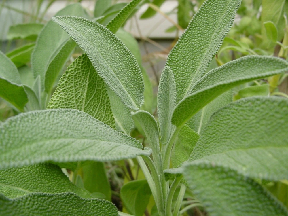 Broadleaf Sage Seeds - Salvia Officinalis Herb Seeds - Garden Sage - Perennial - Full Sun - Image 1