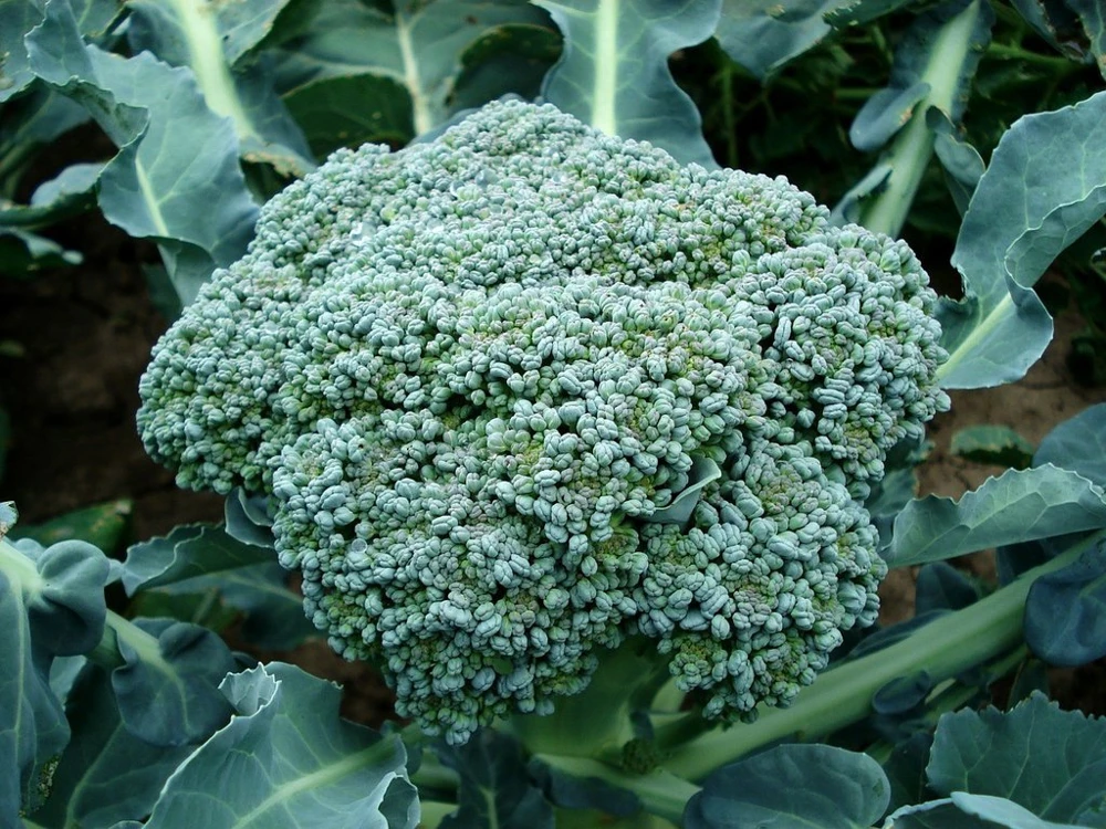 Broccoli De Cicco Seeds - Annual Vegetable - Easy to Grow, Prolific - Image 2