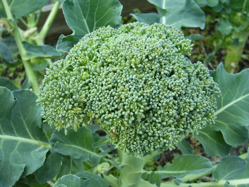 Broccoli De Cicco Seeds - Annual Vegetable - Easy to Grow, Prolific - Image 1