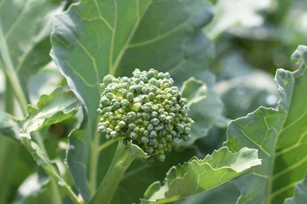 Broccoli Raab Seeds - Early Spring Rapini Vegetable Seeds - Brassica rapa - Image 1