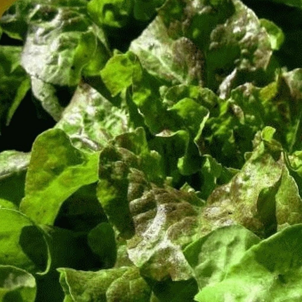 Bronze Mignonette Butterhead Lettuce Seeds - Heirloom - Image 2