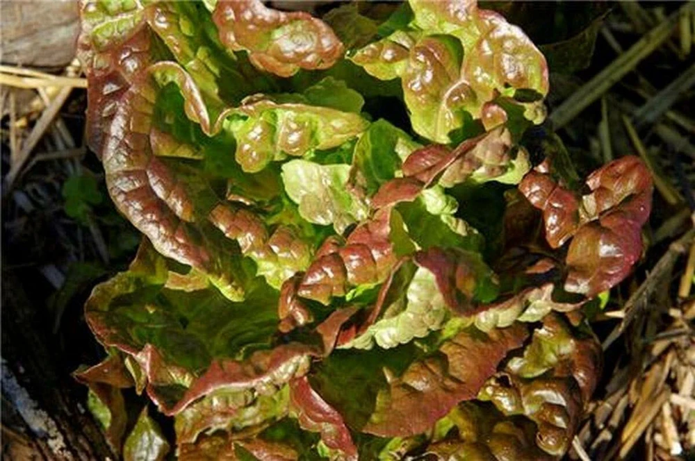 Bronze Mignonette Butterhead Lettuce Seeds - Heirloom - Image 1