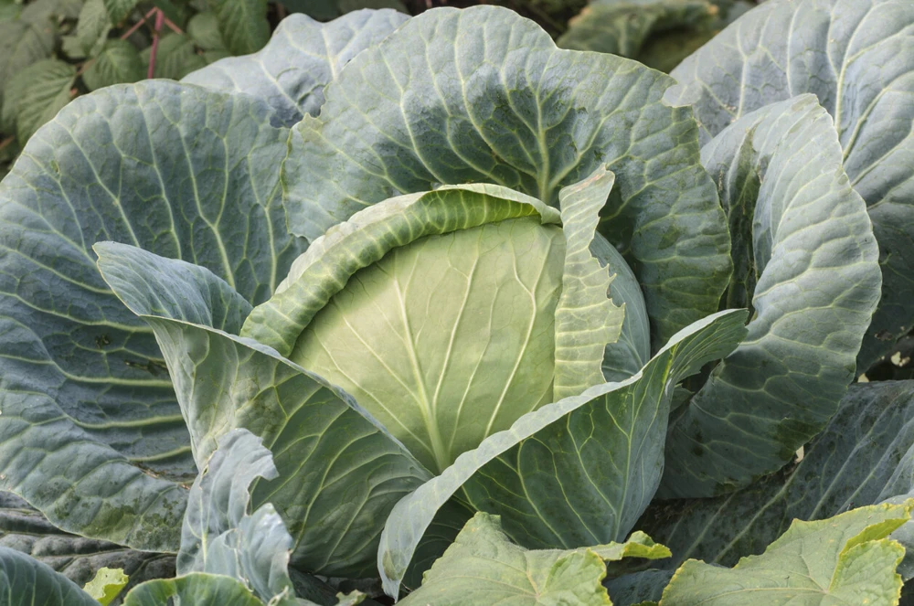 Brunswick Cabbage Seeds - Drumhead Variety for Sauerkraut, Brassica oleracea - Image 2