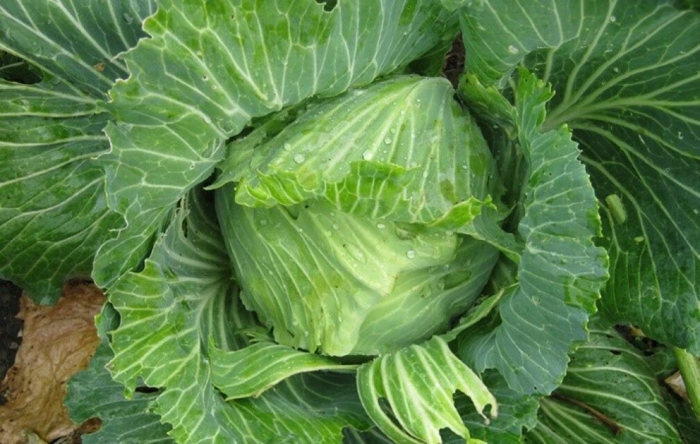 Brunswick Cabbage Seeds - Drumhead Variety for Sauerkraut, Brassica oleracea - Image 1